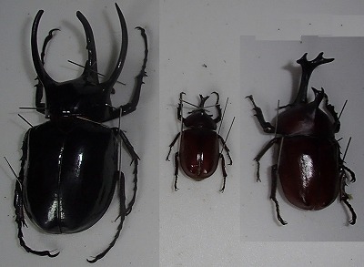 �ǂꂪ���v���̃J�u�g���V���H
����������Ɓ@�v��ʌ��ʂ��E�E�E�E
