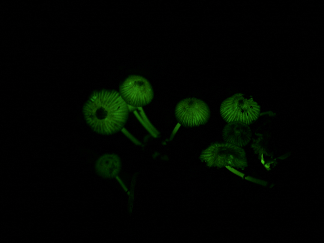 �q���́i�L�m�R�̂������j��48���Ԃ̖��B���̂��߂��ێ��܂Ō��点��I