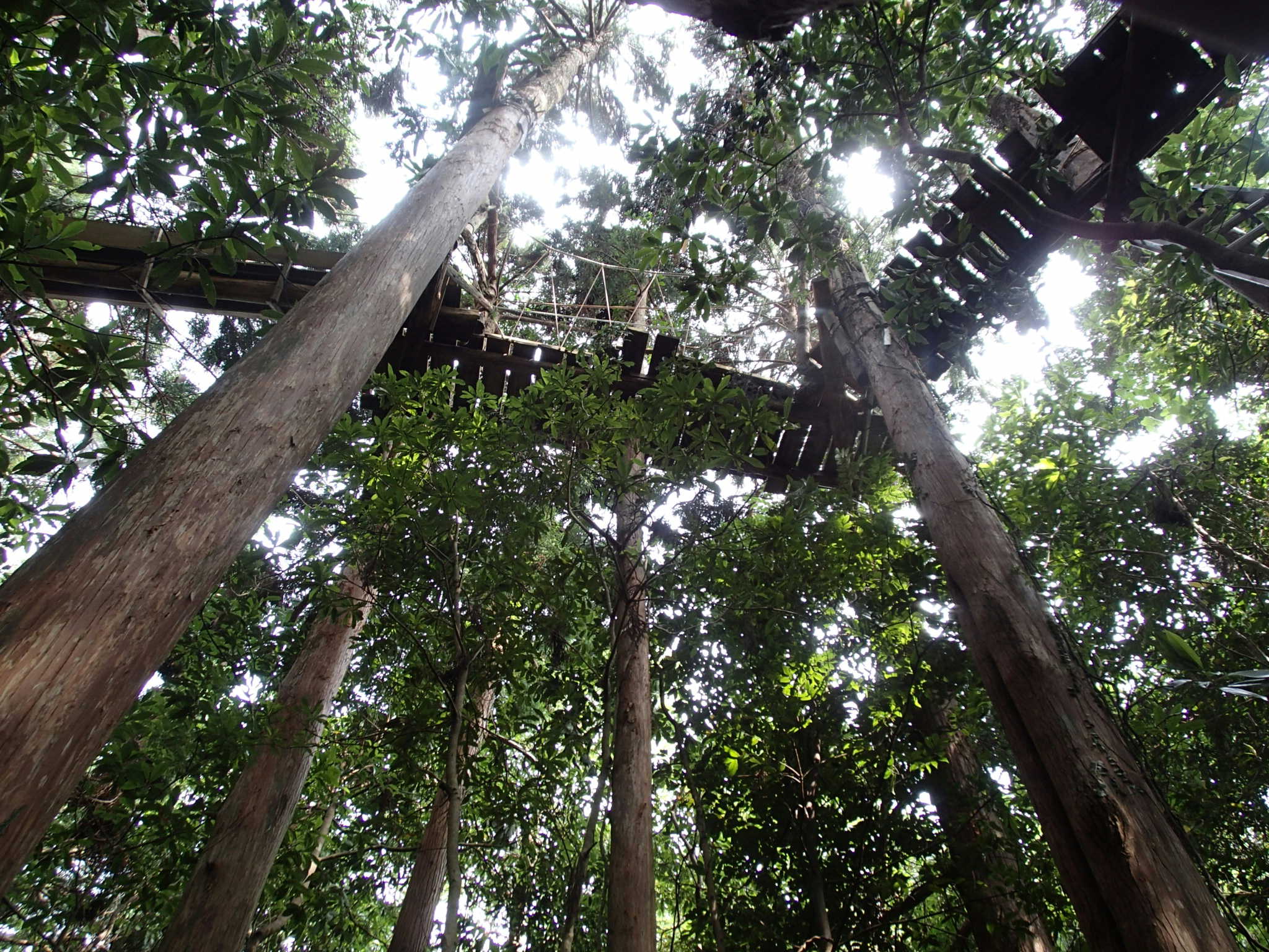 炾 MȂł!?t̖΂鍂 ̂ŃtBg`bh(Xїjڑ̓ɍpʂłB@@@@@@@@@@(Wikipedia