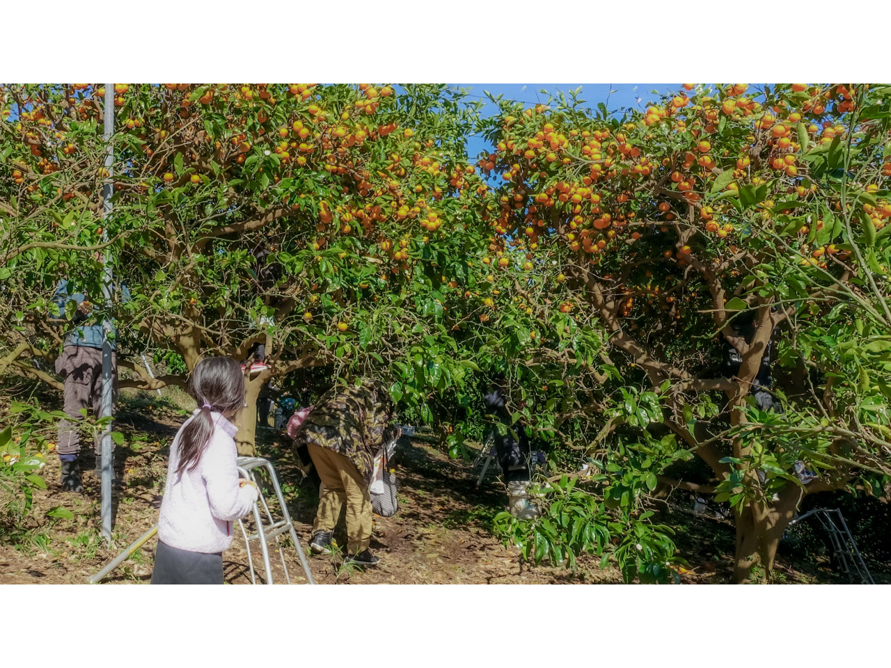 【千葉県・南房総市】【みかん狩り】食べ放題!採れたてレモンを使用したレモンティー...