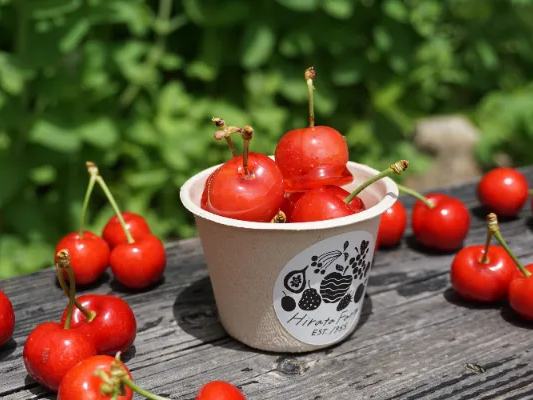 NEW!!】新感覚cherry cherry さくらんぼ狩り！〈さくらんぼ摘み取り＋