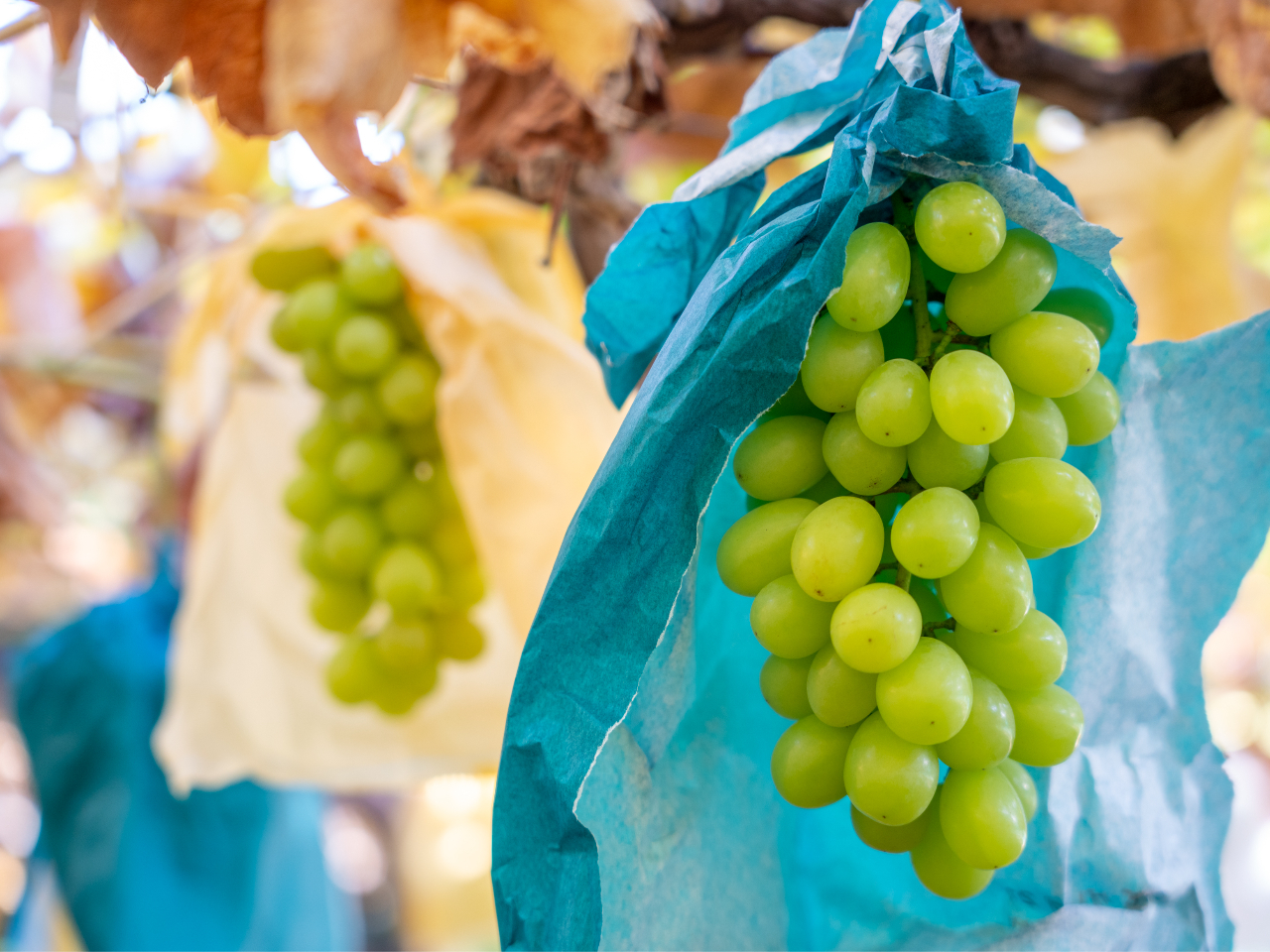 �V���C���}�X�J�b�g�i9�`11���j