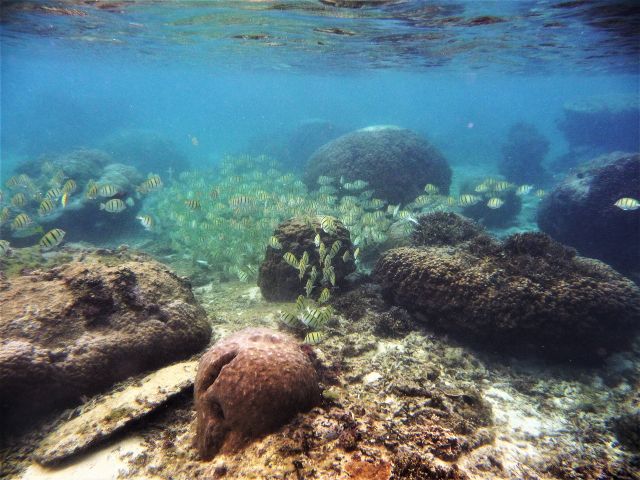 新型コロナ対策済 通年 5歳 2名様 那覇市内 那覇空港まで送迎あり 那覇に近い南部糸満で半日ゆったりシュノーケリング 温水シャワー更衣室完備 地域共通クーポン可 一組貸切専門 海の遊び処 なかゆくい じゃらん遊び体験 新型コロナ対策済 通年 5歳 2名様 那覇市内 那覇空港まで送迎あり 那覇に近い南部糸満で半日ゆったりシュノーケリング 温水シャワー更衣室完備 地域共通クーポン可 一組貸切専門 海の遊び処 なかゆくい じゃらん遊び体験