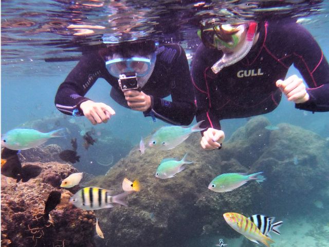 人懐っこいお魚と美しいサンゴ群が目の前に!