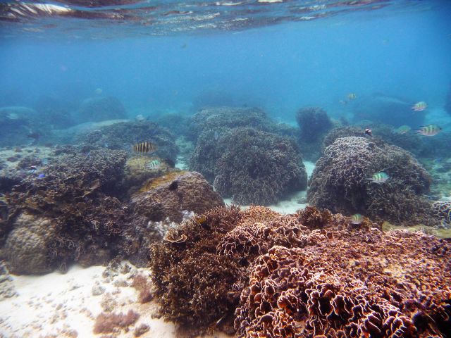 開発を逃れた自然海岸なので、本来の沖縄の海の姿が広がっておりその美しさは世界のあらゆる場所に負けません。