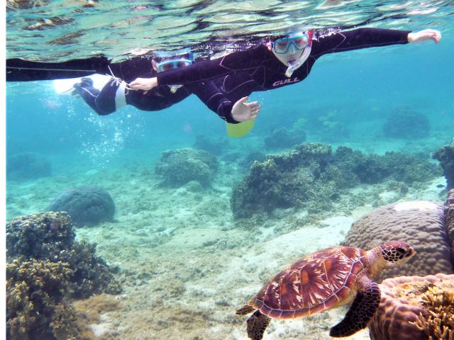 運がよければ、ウミガメにだって会えちゃいます