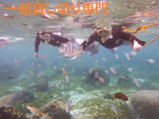 人懐っこいお魚と美しいサンゴ群が目の前に!