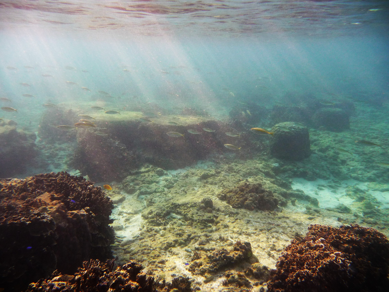 眼下には美しい水中世界がこんなにも!