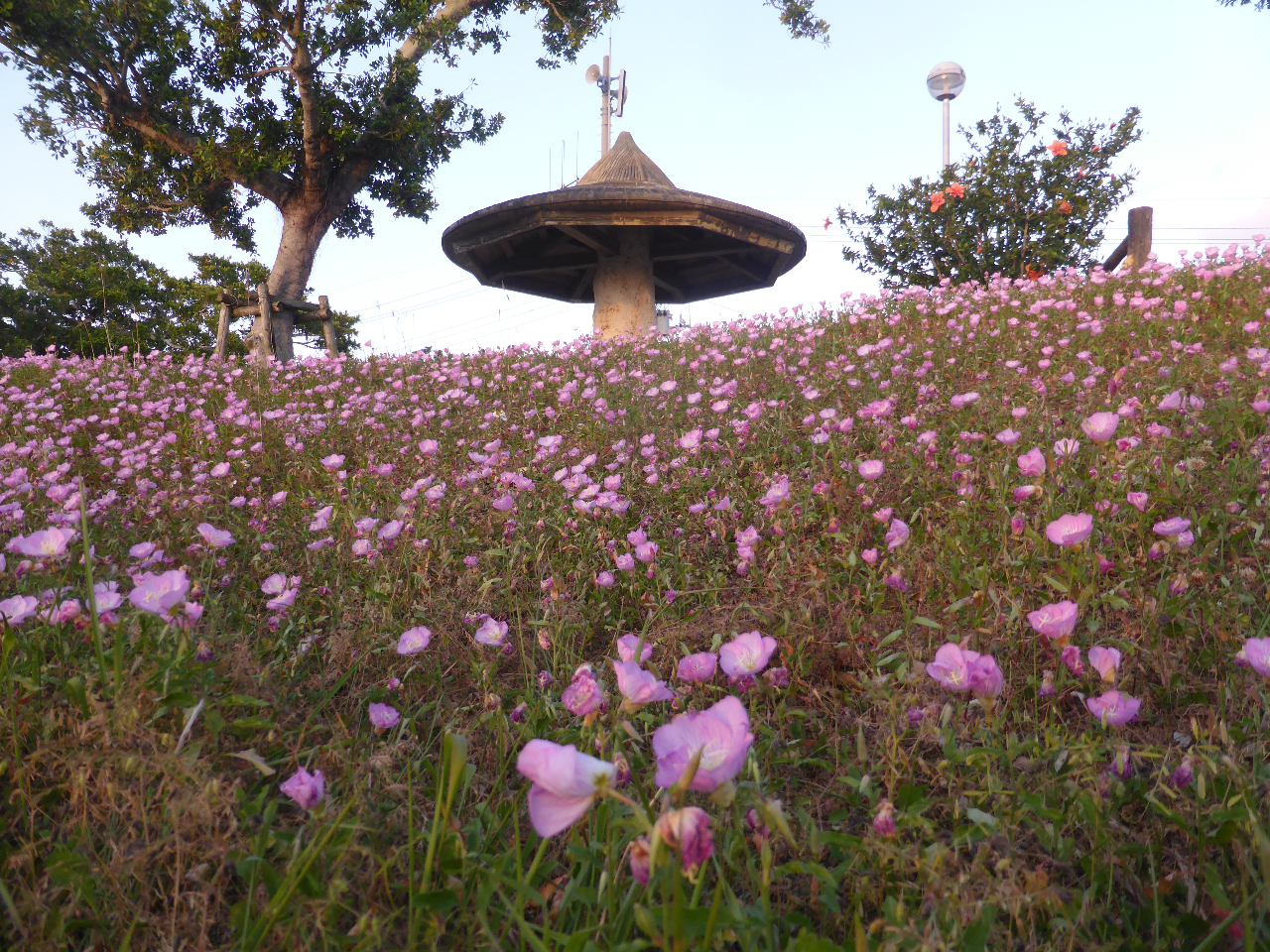 ���g�ȉ���B�����ɍ��킹�ėl�X�ȉԂ��炫����܂��B