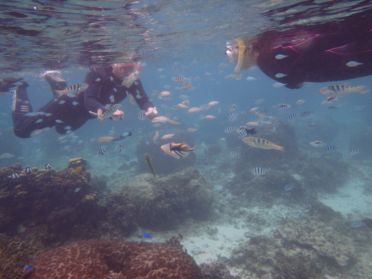 人懐っこいお魚と美しいサンゴ群が目の前に!