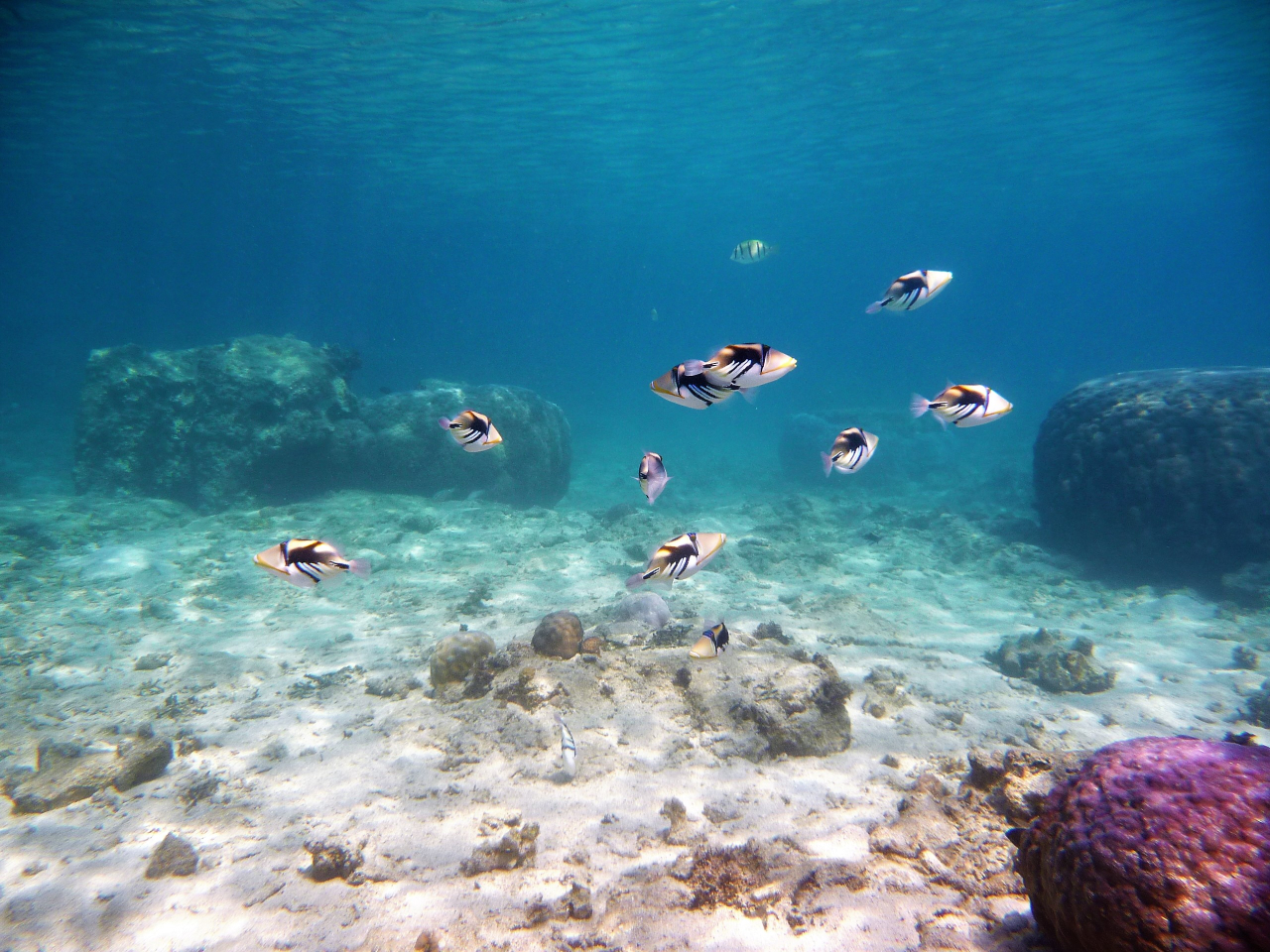 J𓦂ꂽRC݂Ȃ̂ŁA{̉̊C̎pLĂ肻̔͐Êꏊɕ܂B