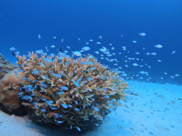 ザッ!熱帯魚!!!という見栄えの光景がとても美しい☆透明度がいいので魚の動きもキラキラして見えますよ