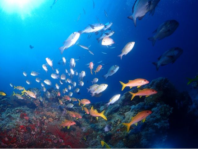 ケラマポイントのサンゴ礁に集まる魚達、自然の残るポイントが沢山ありますよ♪