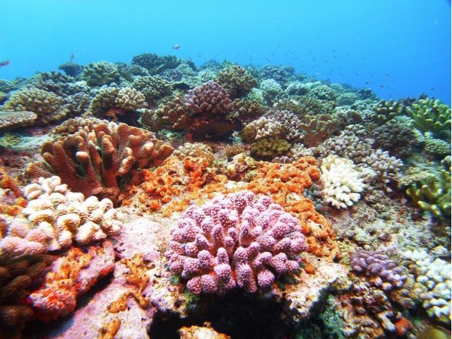 水中はカラフルなサンゴ礁が点在