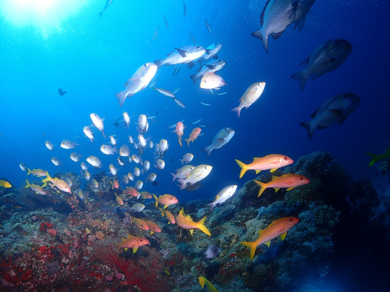 ���E�Ɍւ铧���x�m�n1