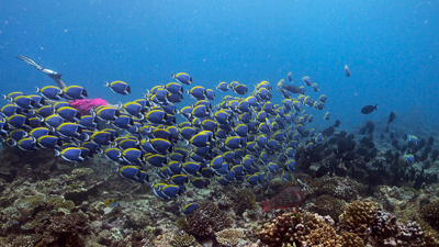 COcA[NÍsĂāAfBuN[YcA[D]łB̋̌Q̓ChmɂȂwpE_[u[T[WtBbVxłB