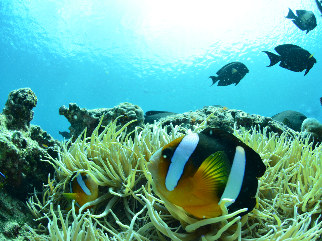 クマノミが皆様をお待ちしてます☆