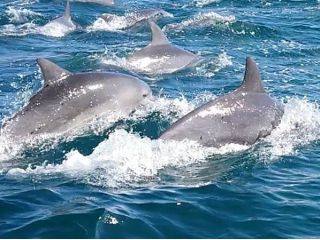 イルカウォッチング 刺身定食 天草の新鮮な食材で 作った美味しい刺身定食がイルカウォッチングとセットでお得に食べられる イルカクラブ じゃらん遊び体験 イルカウォッチング 刺身定食 天草の新鮮な食材で 作った美味しい刺身定食がイルカウォッチングとセットでお得に食べられる イルカクラブ じゃらん遊び体験