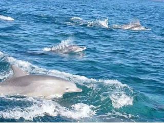 イルカウォッチング 刺身定食 天草の新鮮な食材で 作った美味しい刺身定食がイルカウォッチングとセットでお得に食べられる イルカクラブ じゃらん遊び体験 イルカウォッチング 刺身定食 天草の新鮮な食材で 作った美味しい刺身定食がイルカウォッチングとセットでお得に食べられる イルカクラブ じゃらん遊び体験