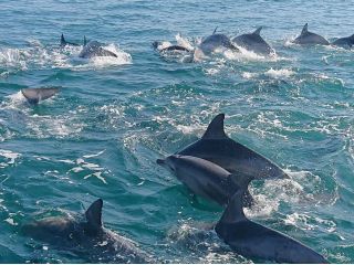 イルカウォッチング 刺身定食 天草の新鮮な食材で 作った美味しい刺身定食がイルカウォッチングとセットでお得に食べられる イルカクラブ じゃらん遊び体験 イルカウォッチング 刺身定食 天草の新鮮な食材で 作った美味しい刺身定食がイルカウォッチングとセットでお得に食べられる イルカクラブ じゃらん遊び体験