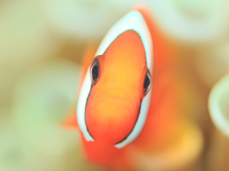 fut@CfBOjvŗLɂȂEN}m~ڂ̑OŌA邱ƊԈႢȂłقł͖킦Ȃɂ܂B