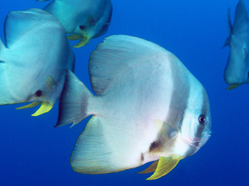 ^hc̃coEIڂ̑OŌ邩I