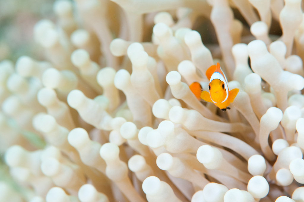 ӂŐ΁At@CfBOEjŗLɂȂJNN}m~ɂI