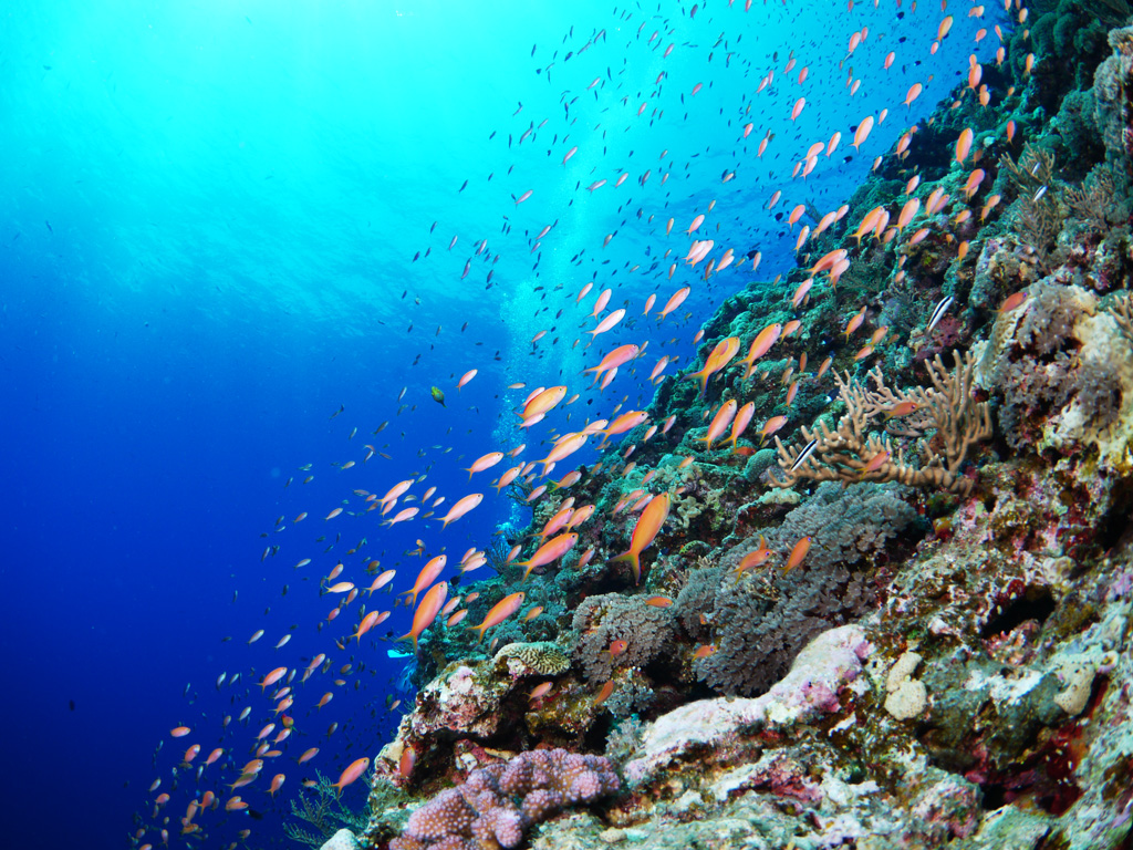 お客様のリクエストにできるだけお応えしながら、その日最高のダイビングポイントを3か所めぐります。