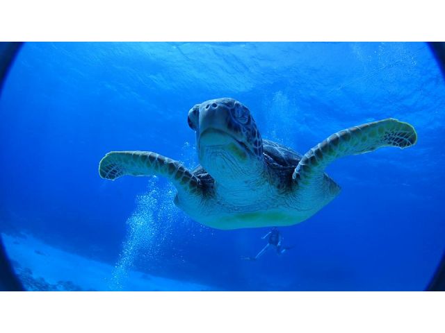 カメから近づいてきてくれくことも!!