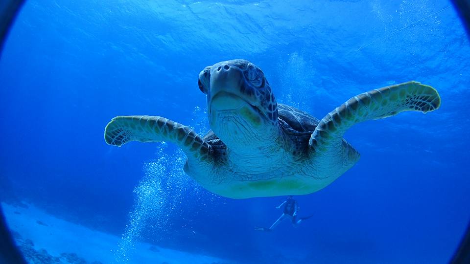 カメから近づいてきてくれることも!!