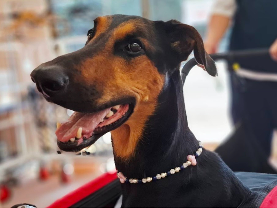 【伊豆高原】天然石わんこネックレス体験!【当日朝9時まで予約可】