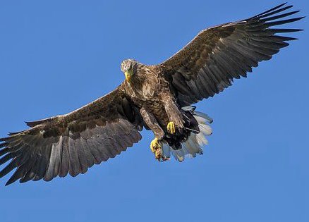 頻繁にトーピラー湾上空を舞う本州最強、最大の猛禽類のイヌワシ。