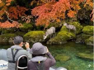 森の住人、ニホンカモシカ。他にもイヌワシ・クマタカ・ミサゴ(オスプレイ)リス・ムササビ・テンなどが見られることがあります。水中にはヒメマスの姿も。