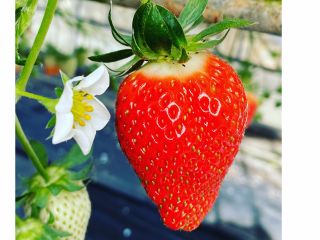 真っ赤ないちごが待ってます♪