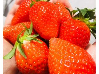 真っ赤ないちごが待ってます♪