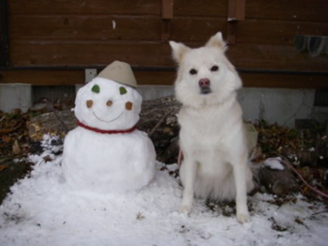 亀工房の看板犬です♪
