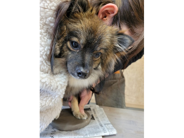 手型を取って旅の思い出にするんだワン