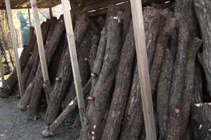 温泉しいたけの原木