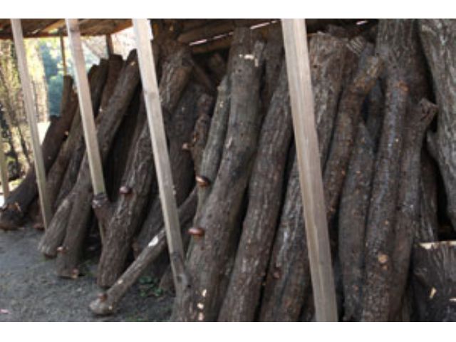 温泉しいたけの原木