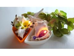 貝殻のキャンドル(販売品)