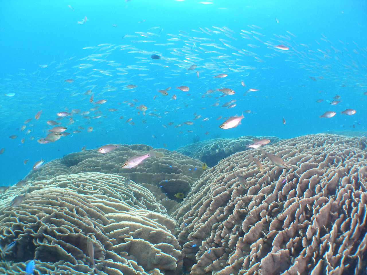 高知竜串」体験ダイビング 日本最大のシコロサンゴや色とりどりの魚に 