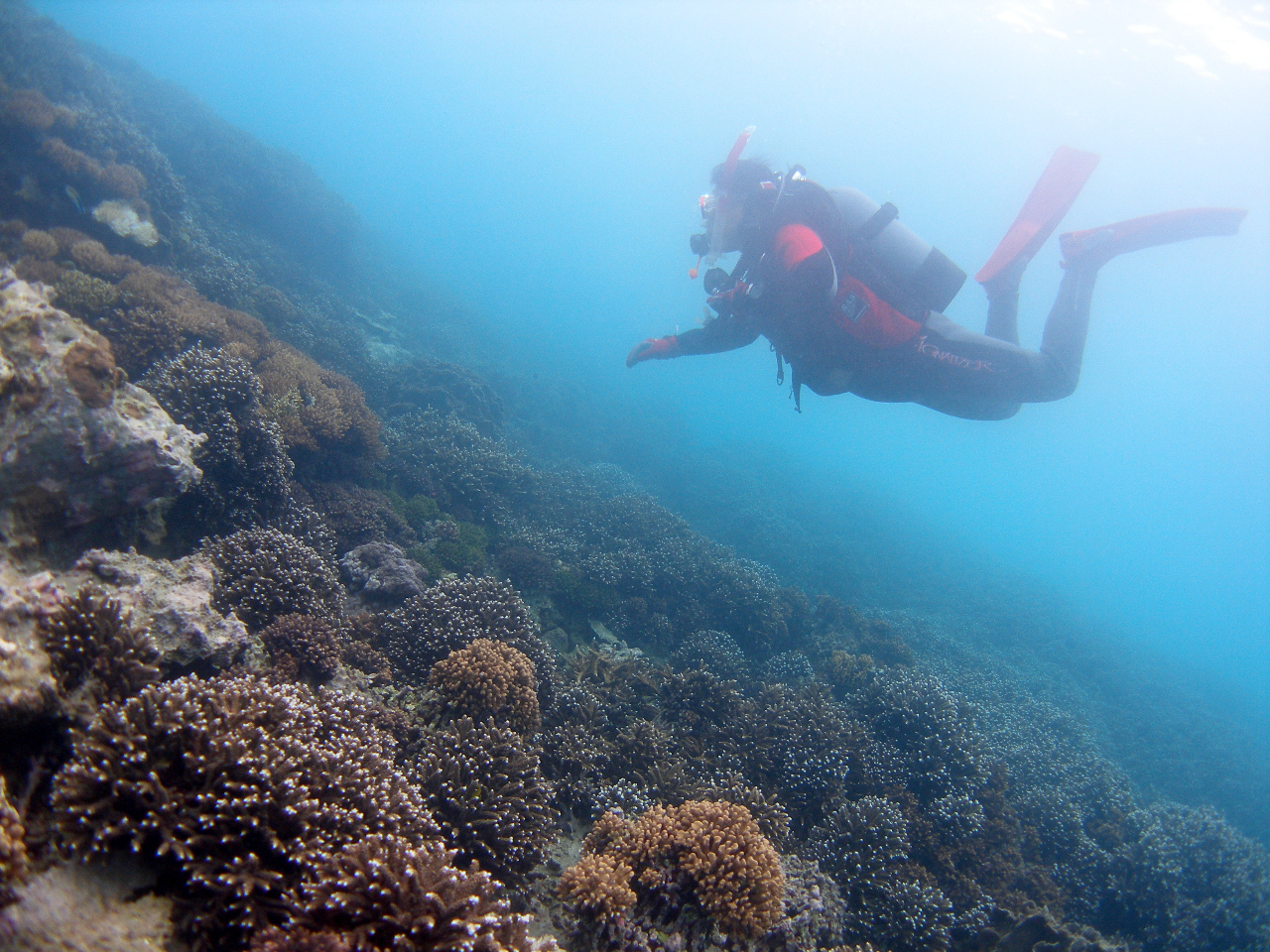 サンゴの群落が広がっています。
