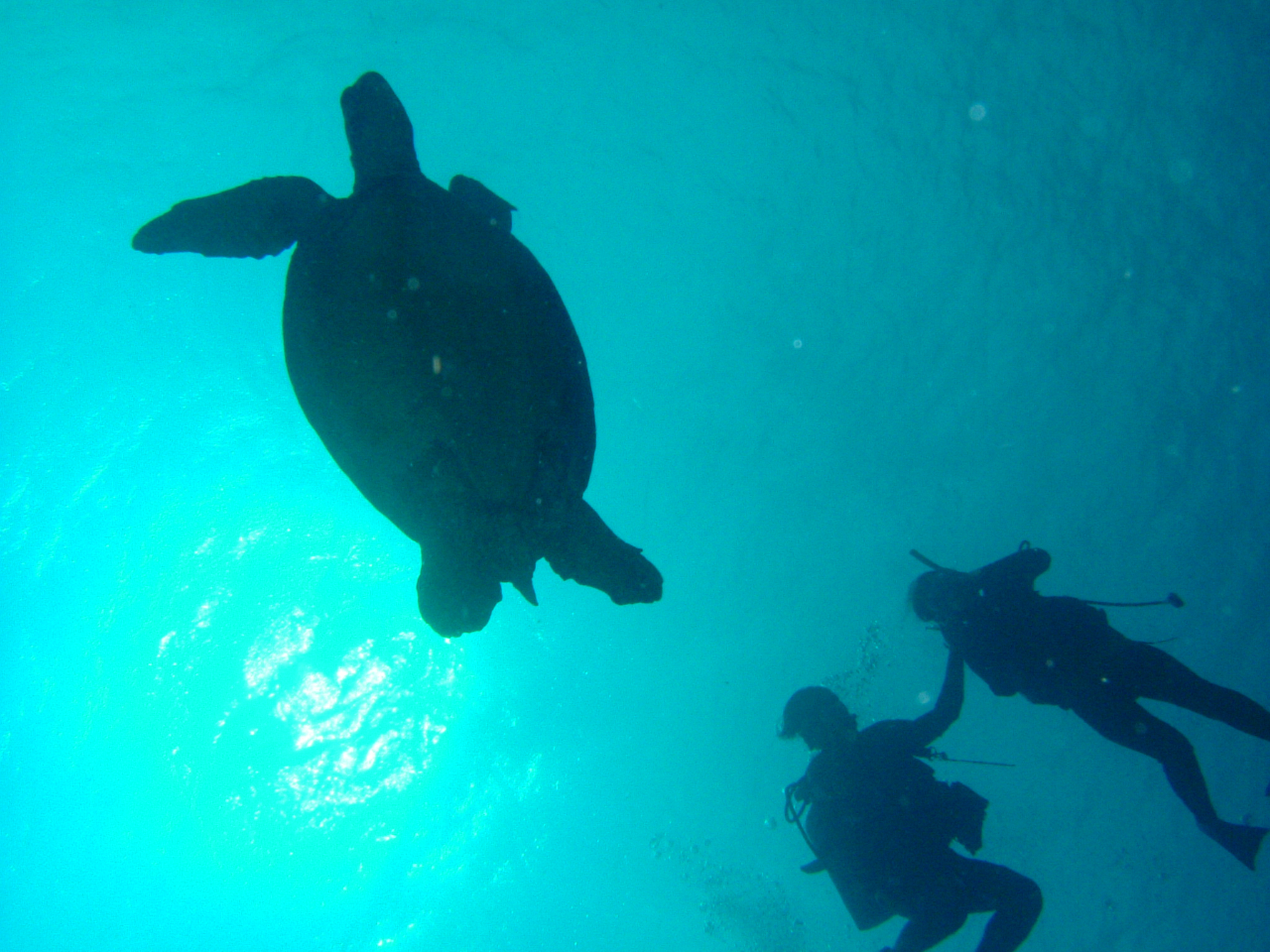 ウミガメの出会いもあります。