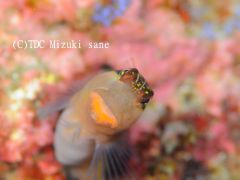 黒潮にのって熱帯魚が渡ってきます。(ヒトスジギンポ)