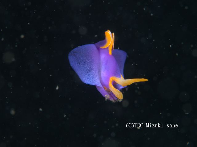 竜串はウミウシの宝庫。約400種類のウミウシが確認されています。