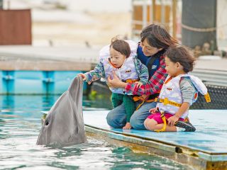 スマイルドルフィン イルカと遊ぶ 4 30まで もとぶ元気村 じゃらん遊び体験