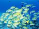 海中の美しい熱帯魚