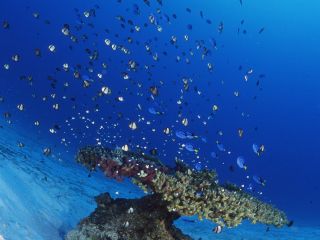 高速半潜水艦 コーラルビュークルージング 水中展望室から美しい熱帯魚やサンゴ礁を満喫できますよ もとぶ元気村 じゃらん遊び体験 高速半潜水艦 コーラルビュークルージング 水中展望室から美しい熱帯魚やサンゴ礁を満喫できますよ もとぶ元気村 じゃらん遊び体験