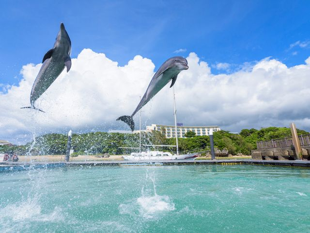 CJ̃_Ci~bNȃWvԋ߂ő̊I