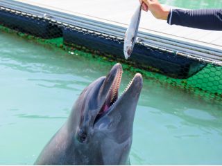 もぐもぐピクニック イルカ